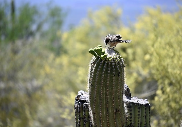 Free download cactus wren wren wildlife bird free picture to be edited with GIMP free online image editor