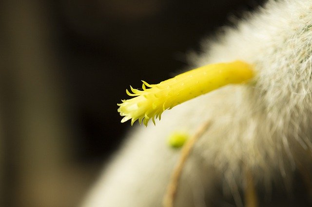 Free download Cactus Yellow Nature -  free photo or picture to be edited with GIMP online image editor