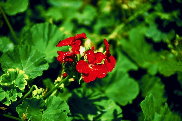 Free download Caesalpinia Americas Fabaceae -  free photo or picture to be edited with GIMP online image editor