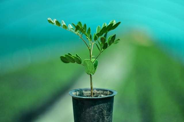 Free download caesalpinia plant vivero forest free picture to be edited with GIMP free online image editor