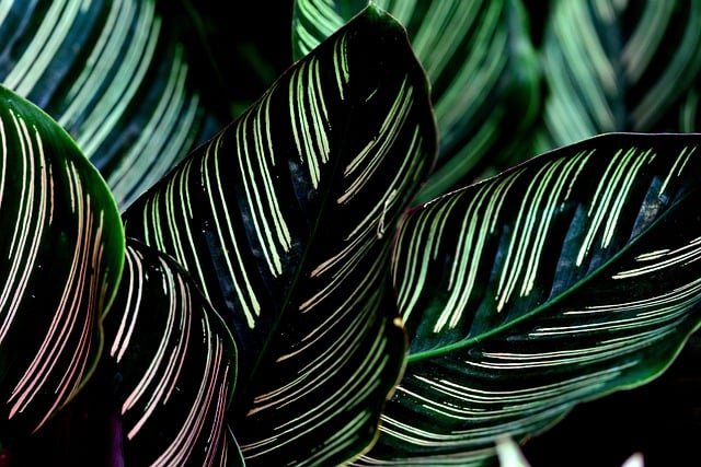 Free download calathea leaves stripped line free picture to be edited with GIMP free online image editor