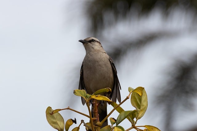 Free download calender bird animal fauna height free picture to be edited with GIMP free online image editor