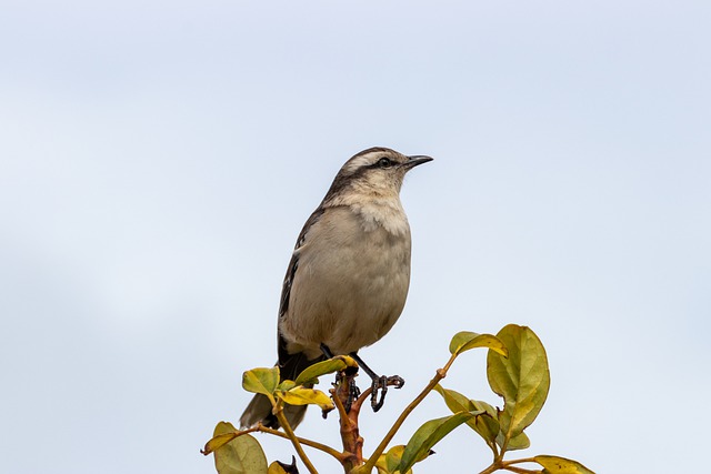 Free download calender bird animal pens flight free picture to be edited with GIMP free online image editor