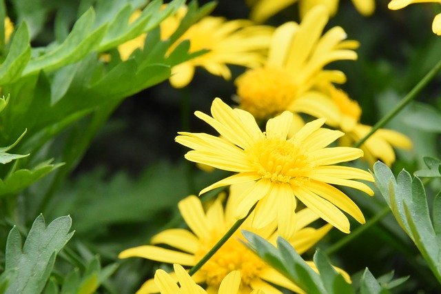 Free download Calendula Flower Chrysanthemum -  free photo or picture to be edited with GIMP online image editor