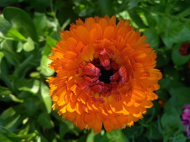 Free download Calendula Flower Nature -  free photo or picture to be edited with GIMP online image editor