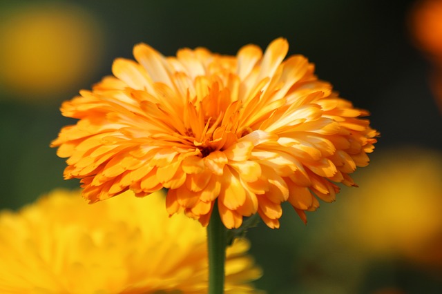 Free download calendula flower summer orange free picture to be edited with GIMP free online image editor