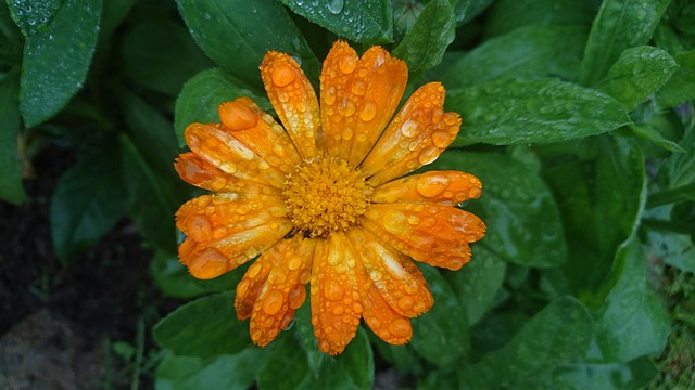 Free download calendula marigold flowers bloom free picture to be edited with GIMP free online image editor