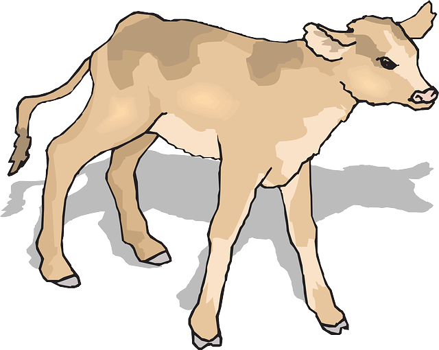 Free download Calf Baby Cow - Free vector graphic on Pixabay free illustration to be edited with GIMP free online image editor