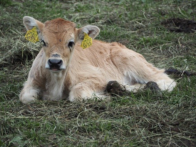 Free download Calf Boo Cow -  free photo or picture to be edited with GIMP online image editor