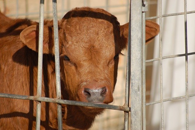 ດາວ​ໂຫຼດ​ຟຣີ Calf Cage Livestock - ຮູບ​ພາບ​ຟຣີ​ຫຼື​ຮູບ​ພາບ​ທີ່​ຈະ​ໄດ້​ຮັບ​ການ​ແກ້​ໄຂ​ກັບ GIMP ອອນ​ໄລ​ນ​໌​ບັນ​ນາ​ທິ​ການ​ຮູບ​ພາບ​