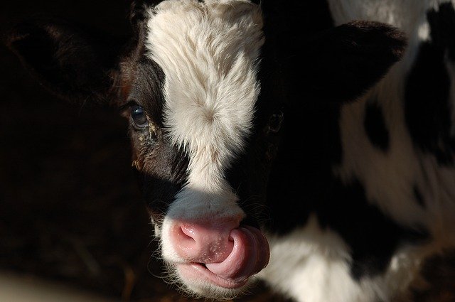 Free download Calf Language -  free photo or picture to be edited with GIMP online image editor