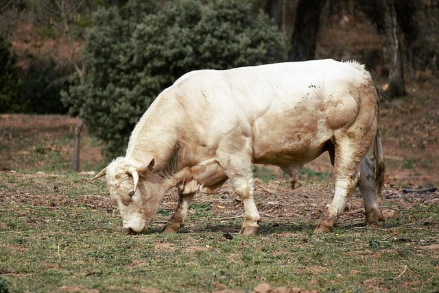 Free download calf livestock cattle raising free picture to be edited with GIMP free online image editor