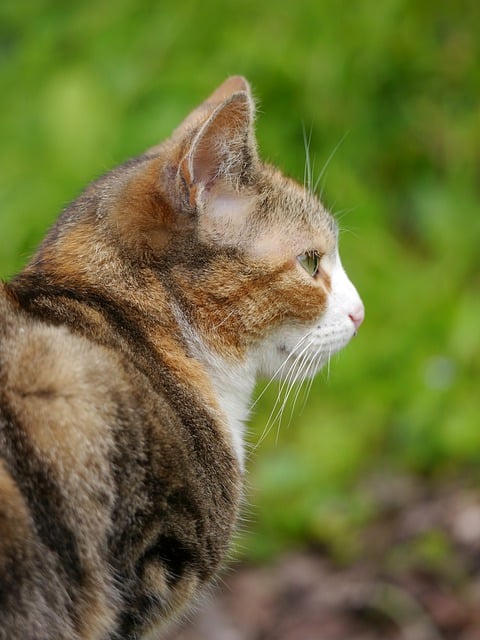 Free download calico cat pet animal domestic cat free picture to be edited with GIMP free online image editor