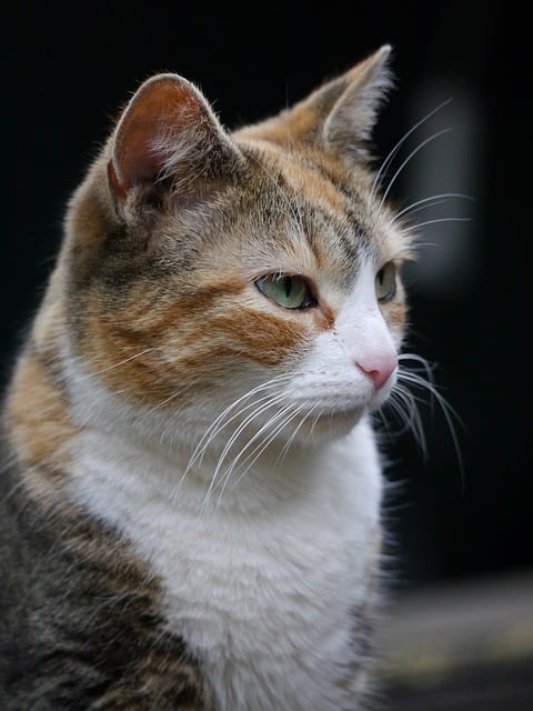 Free download calico cat pet calico cat animal free picture to be edited with GIMP free online image editor