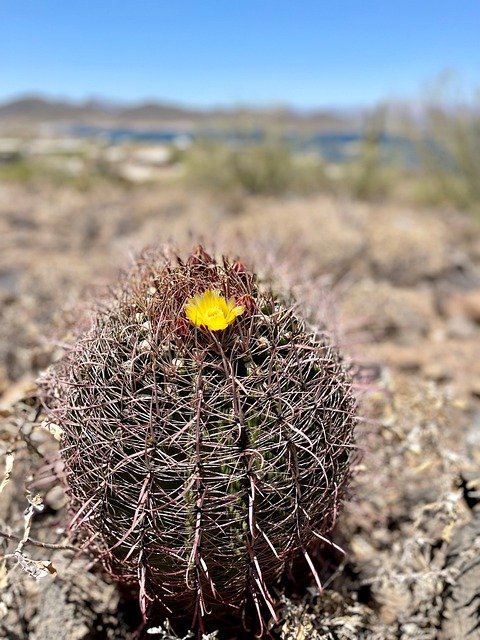 Free download california barrel cactus cactus free picture to be edited with GIMP free online image editor