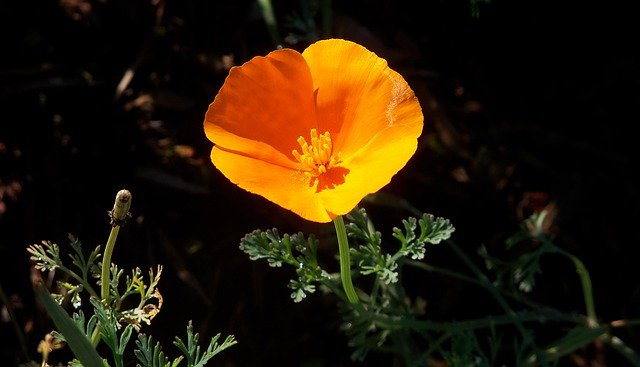 Free download California Poppy Flower Orange -  free photo or picture to be edited with GIMP online image editor