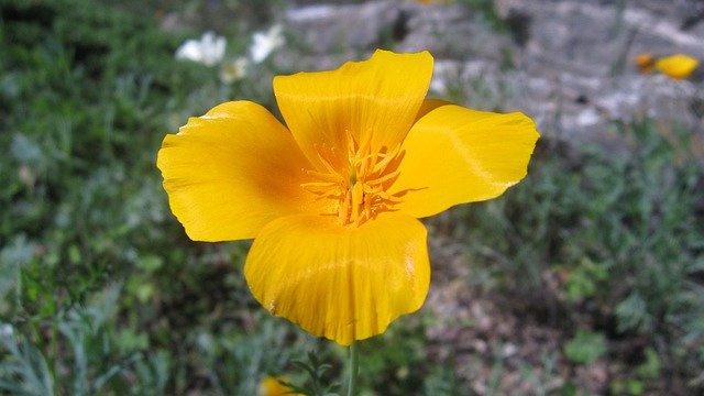 Unduh gratis California Poppy Orange - foto atau gambar gratis untuk diedit dengan editor gambar online GIMP