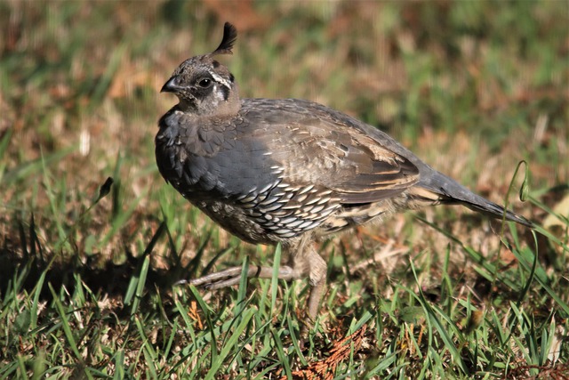 Free download california quail walking male crest free picture to be edited with GIMP free online image editor