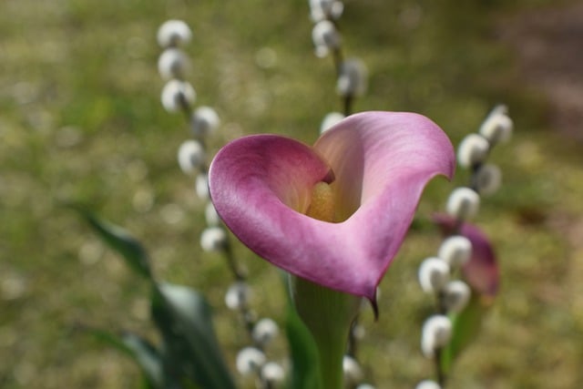 Free download calla lily flower plant pink flower free picture to be edited with GIMP free online image editor