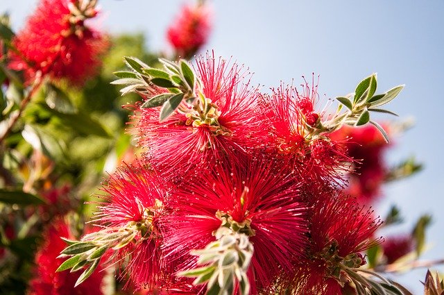 Free download Callistemon Citrinus Bottlebrush -  free photo or picture to be edited with GIMP online image editor