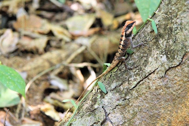 Free download Calotes Emma Forest Lizard Asia -  free photo or picture to be edited with GIMP online image editor