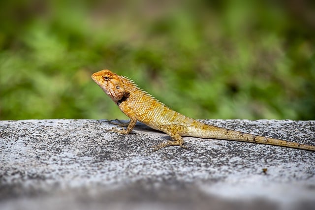 Free download calotes versicolor free picture to be edited with GIMP free online image editor