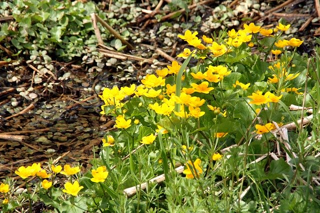 Free download Caltha Palustris Spring Nature -  free photo or picture to be edited with GIMP online image editor