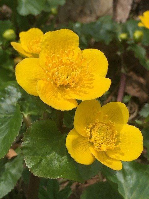 Free download Caltha Palustris Yellow Nature -  free photo or picture to be edited with GIMP online image editor