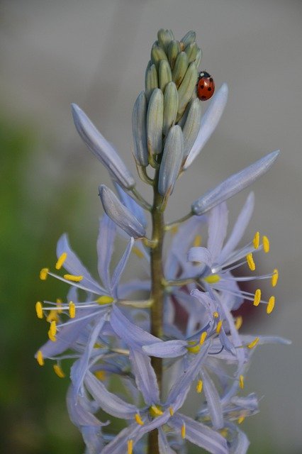 Free download Camassia Leichtlinii -  free photo or picture to be edited with GIMP online image editor