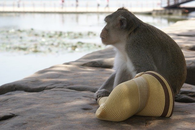 Free download Cambodia Monkey Angkor Wat Unesco -  free photo or picture to be edited with GIMP online image editor