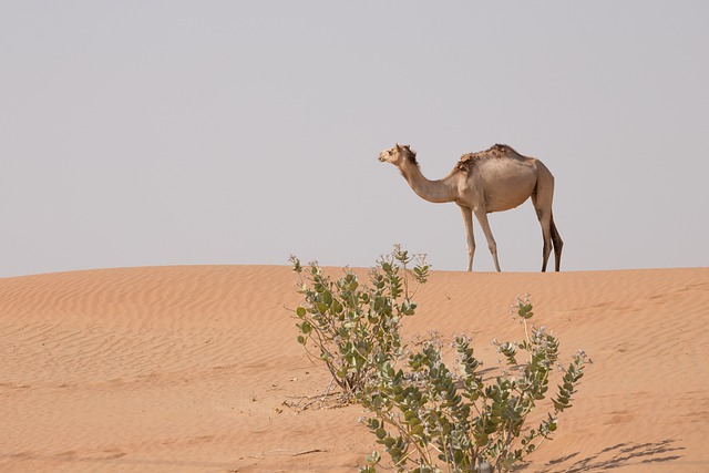 Free download camel animal desert dubai uae free picture to be edited with GIMP free online image editor