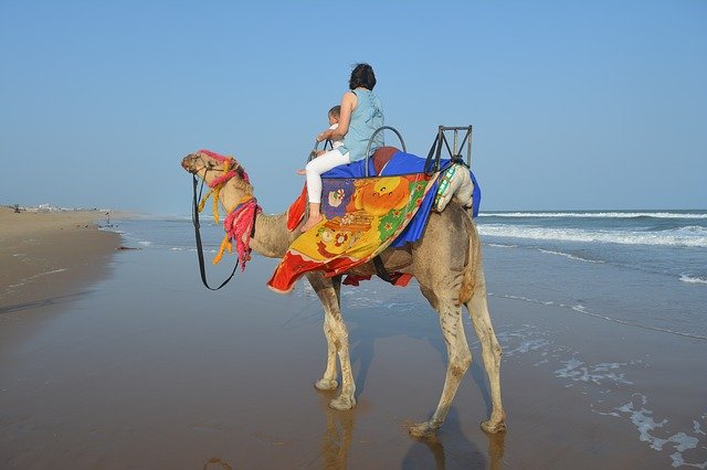 Free download Camel At The Beach -  free photo or picture to be edited with GIMP online image editor