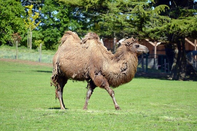 Free download Camel Camelid Nature -  free photo or picture to be edited with GIMP online image editor