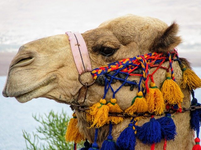 Free download Camel Camels Desert -  free photo or picture to be edited with GIMP online image editor