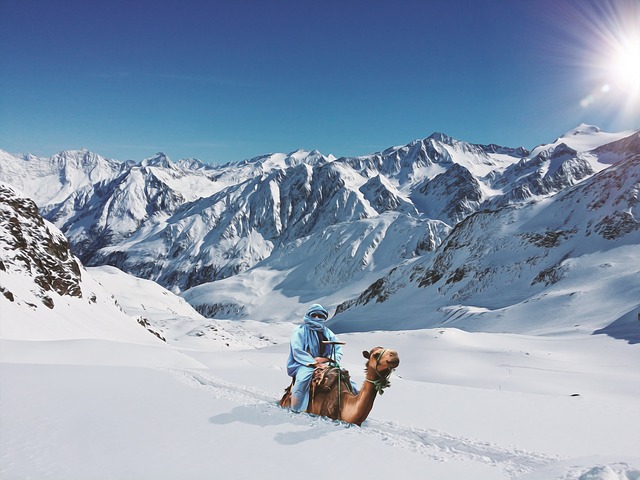 Kostenloser Download Camel Deep Snow Reiter kostenlose Illustration zur Bearbeitung mit GIMP Online-Bildbearbeitung