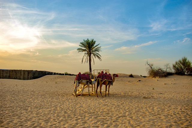 Free download camel desert wallpaper dubai uae free picture to be edited with GIMP free online image editor