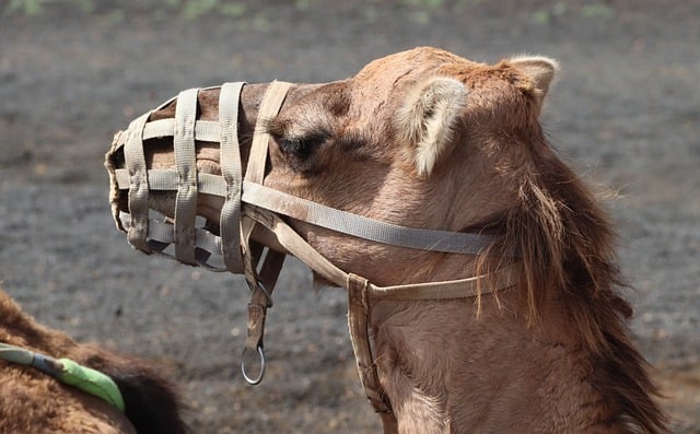 Free download camel dromedary muzzle camelid free picture to be edited with GIMP free online image editor