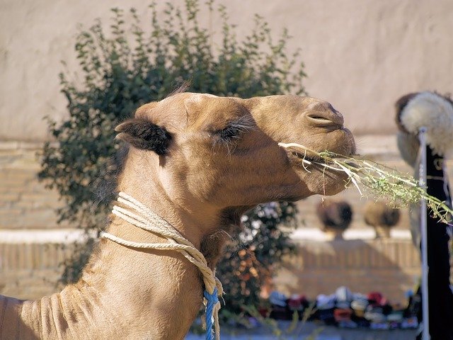 Free download Camel Head Animal -  free photo or picture to be edited with GIMP online image editor