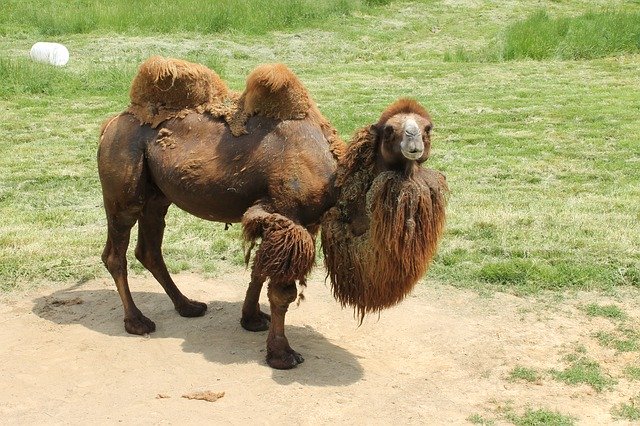 دانلود رایگان Camel Humps Zoo - عکس یا عکس رایگان برای ویرایش با ویرایشگر تصویر آنلاین GIMP