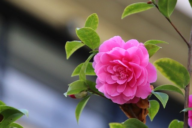 Скачать бесплатно Camelias Pink Flower - бесплатное фото или изображение для редактирования с помощью онлайн-редактора изображений GIMP