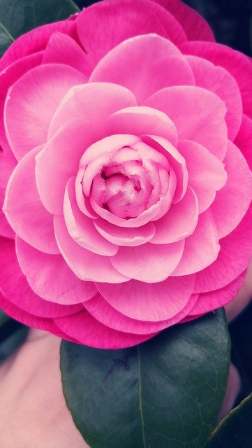 Free download Camellia Flower -  free photo or picture to be edited with GIMP online image editor