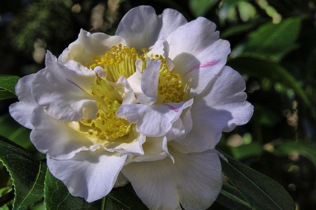 Free download Camellia Flower Bloom -  free photo or picture to be edited with GIMP online image editor