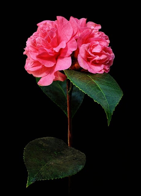 Free download camellia flower bloom blossom free picture to be edited with GIMP free online image editor