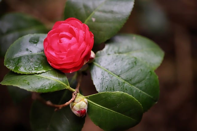 Free download camellia flower camellia blossom free picture to be edited with GIMP free online image editor