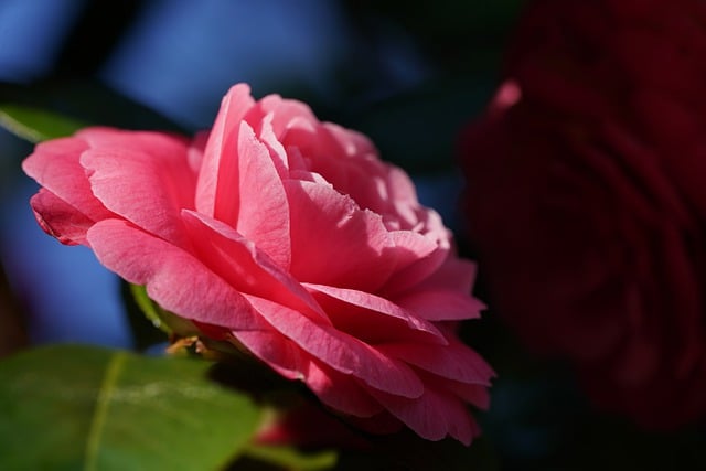 Free download camellia flower pink flora plant free picture to be edited with GIMP free online image editor