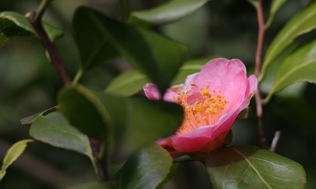 Free download camellia flower plant leaves free picture to be edited with GIMP free online image editor