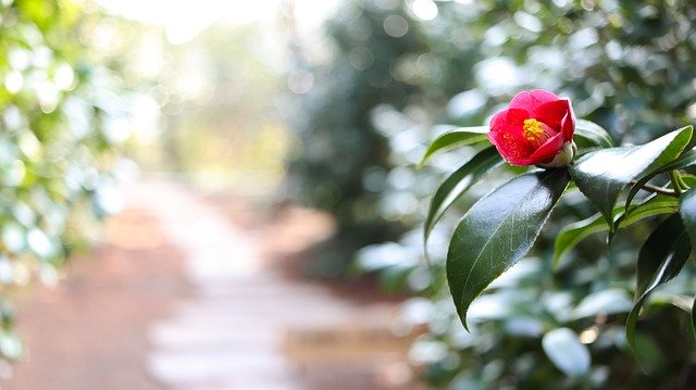 Free download Camellia Flower Road -  free photo or picture to be edited with GIMP online image editor