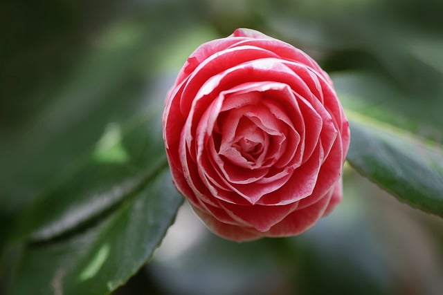 Free download camellia pink flower flower nature free picture to be edited with GIMP free online image editor