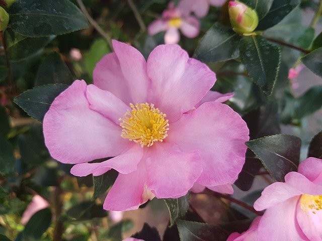 Free download Camellia Sasanqua Pink -  free photo or picture to be edited with GIMP online image editor