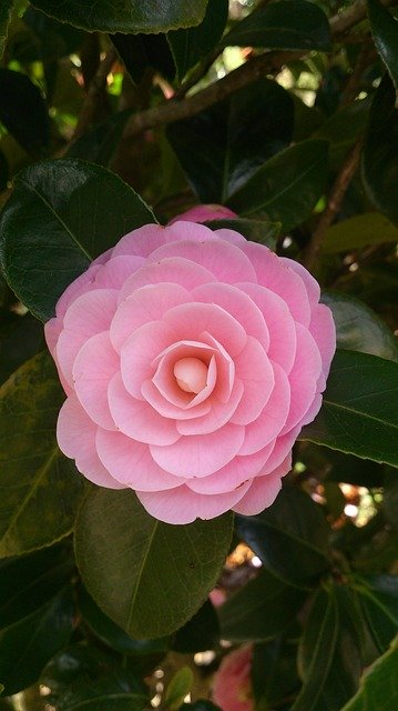 Камея цветок фото садовая Camellia Sinensis Camelia by OffiDocs for office